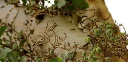 Zacchaeus And The Sycamore