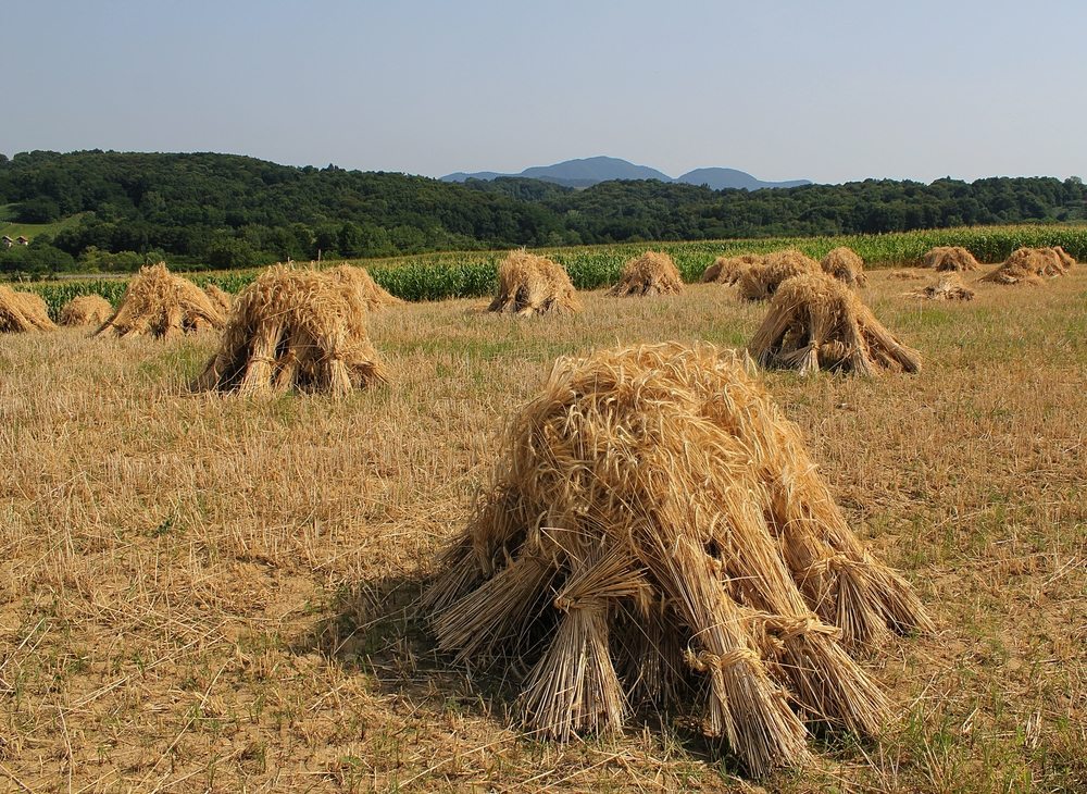 shutterstock_187898099