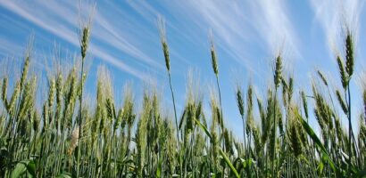 Why Is The Book Of Ruth Read On Shavuot?