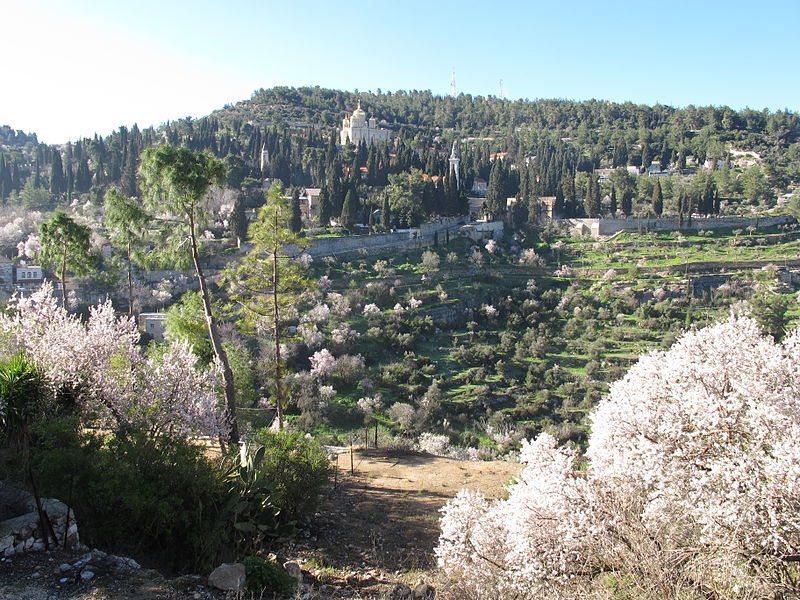 Ein_Kerem,_Visitation_mountain_during_almond_flowering_season_-_photo_Ron_Havilio