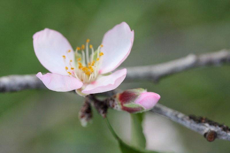 PikiWiki_Israel_7024_Amond_blossom