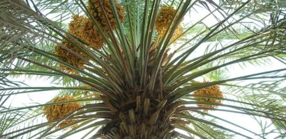 Was Palm Sunday Actually Sukkot?