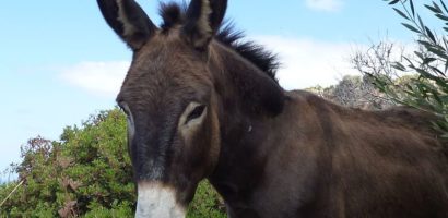 Is A Donkey Suitable For The Messiah?