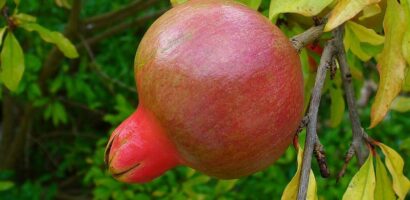 A Day For Tasting Nature’s Bounty