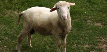 Reflexiones Sobre La Pascua: El Cordero (ii)